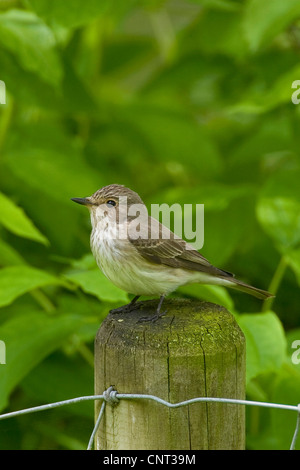 spotted flycatcher (Muscicapa striata), sitting on a wooden post Stock Photo