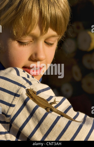 viviparous lizard, European common lizard (Lacerta vivipara, Zootoca vivipara), child with lizard on his shoulder, Germany Stock Photo