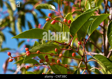 Portugal laurel (Prunus lusitanica), fruits Stock Photo