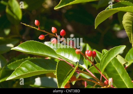 Portugal laurel (Prunus lusitanica), fruits Stock Photo