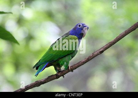 blue-headed parrot (Pionus menstruus rubrigularis), on twig, Costa Rica Stock Photo