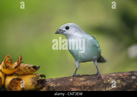 blue-grey tanager (Thraupis episcopus), on branch Stock Photo