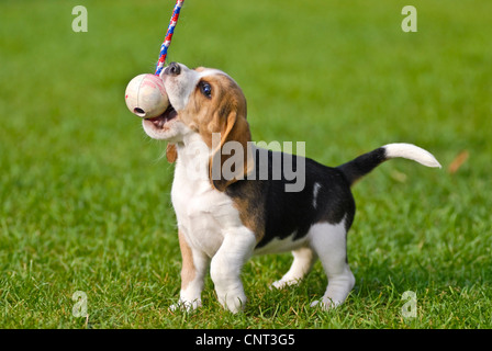 Beagle (Canis lupus f. familiaris), puppy, playing Stock Photo