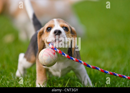 Beagle (Canis lupus f. familiaris), puppy, playing Stock Photo