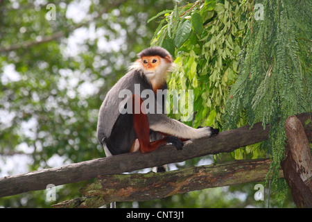 red-shanked douc langur, dove langur (Pygathrix nemaeus), on branch Stock Photo