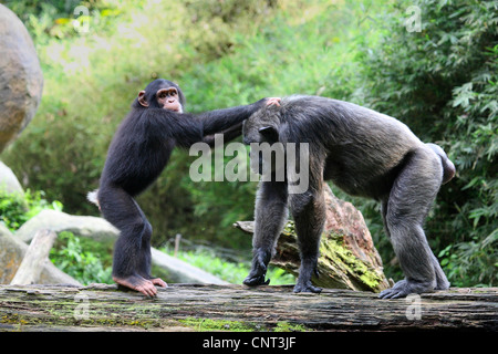 common chimpanzee (Pan troglodytes), juvenile guiding old individual Stock Photo