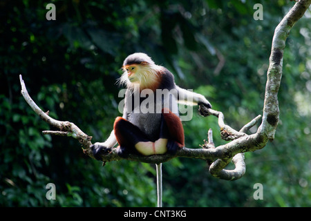 red-shanked douc langur, dove langur (Pygathrix nemaeus), single individual on branch, Vietnam Stock Photo