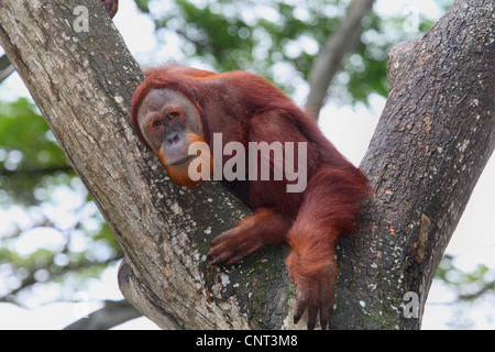 orang-utan, orangutan, orang-outang (Pongo pygmaeus), on crotch Stock Photo