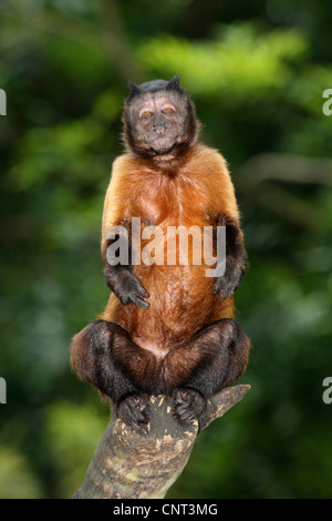 Black-Capped Capuchin, Brown-Capuchin Monkey (Cebus apella), sits on branch Stock Photo