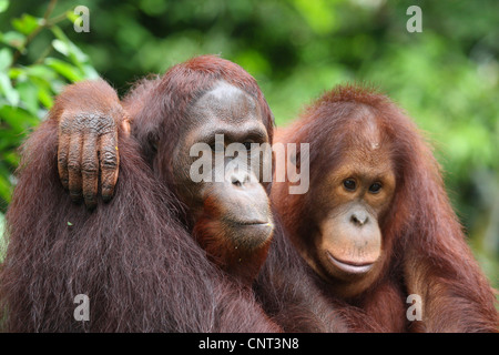 orang-utan, orangutan, orang-outang (Pongo pygmaeus), two individuals hugging Stock Photo