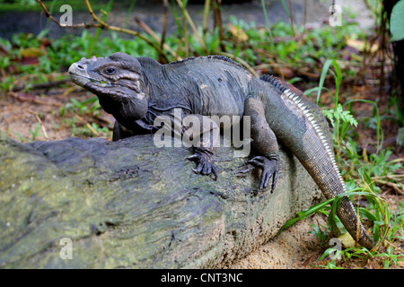 rhinoceros iguana (Cyclura cornuta), in enclosure Stock Photo