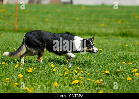 Border Collie (Canis lupus f. familiaris), sheperd dog at work Stock Photo