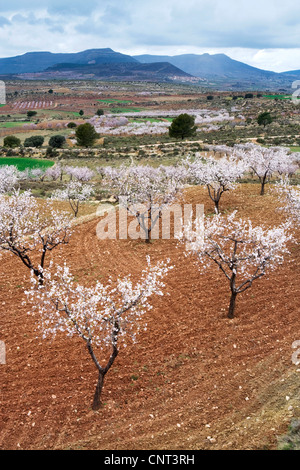 sweet almond (Prunus amygdalus var. dulcis, Prunus dulcis var. dulcis), cultural landscape with flowering almond trees, Spain, Los Serranos Stock Photo