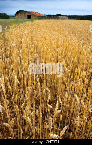 bread wheat, cultivated wheat (Triticum aestivum), wheat field and old house, Spain, Teruel, Aragon Stock Photo