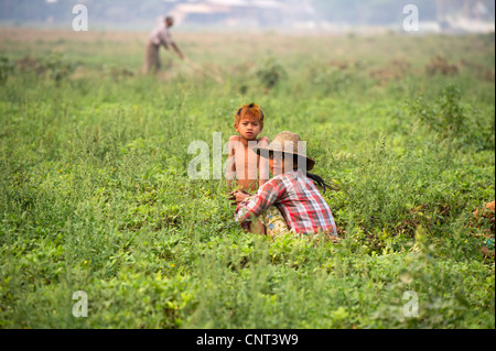 Mother and child harvesting in a peanut field, Mandalay, Myanmar Burma Stock Photo