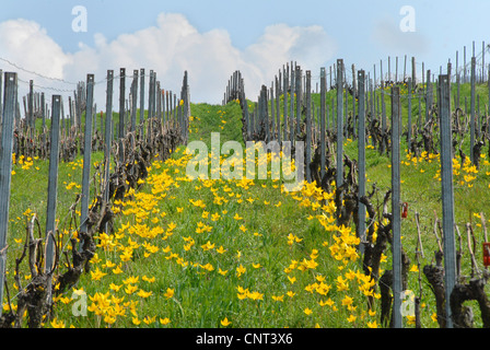 wild tulip (Tulipa sylvestris), blooming on a vineyard, Germany, Hesse Stock Photo