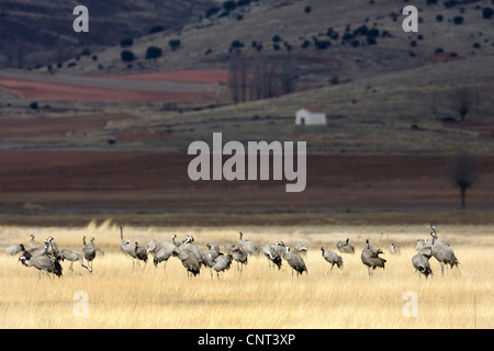 common crane (Grus grus), cranes resting on a meadow, Spain, Teruel, Aragon, Gallocanta Stock Photo