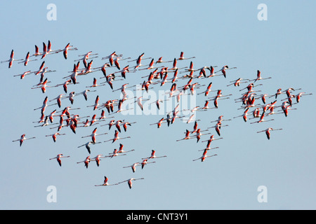 greater flamingo (Phoenicopterus roseus, Phoenicopterus ruber roseus), flying group formation, Spain Stock Photo