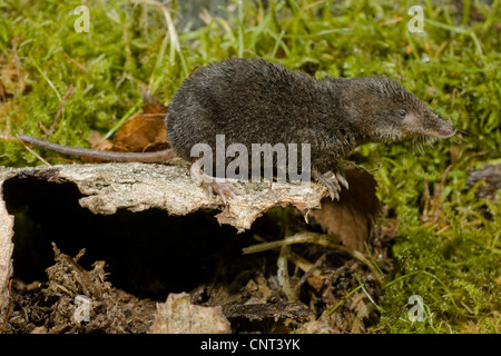 Miller's water shrew, Mediterranean Water Shrew (Neomys anomalus), on birch bark in moss, Germany, Bavaria, Isental Stock Photo