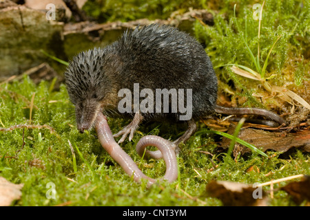 Miller's water shrew, Mediterranean Water Shrew (Neomys anomalus), wet, feeding a worm, Germany, Bavaria, Isental Stock Photo