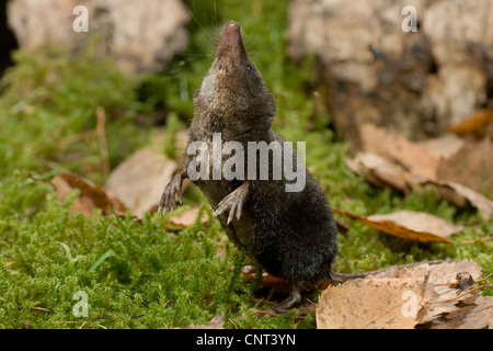 Miller's water shrew, Mediterranean Water Shrew (Neomys anomalus), erected, scenting, Germany, Bavaria, Isental Stock Photo