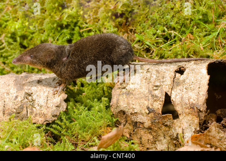 Miller's water shrew, Mediterranean Water Shrew (Neomys anomalus), walking on dead wood, Germany, Bavaria, Isental Stock Photo