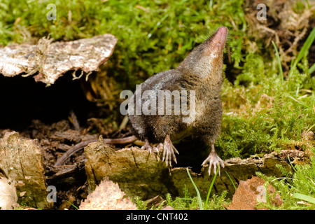 Miller's water shrew, Mediterranean Water Shrew (Neomys anomalus), scenting on dead wood, Germany, Bavaria, Isental Stock Photo