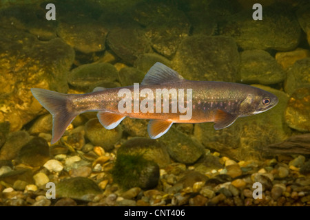 char, charr, Arctic char, Arctic charr (Salvelinus alpinus salvelinus), male in breeding colours, Germany, Bavaria, Koenigssee Stock Photo