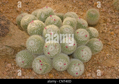 Pincushion Cactus (Mammillaria spinosissima), habit with blossoms, USA, Arizona Stock Photo