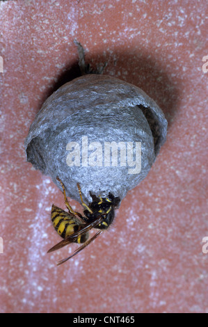 German wasp (Vespula germanica, Paravespula germanica), at nest, Germany Stock Photo