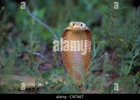 Cape cobra, yellow cobra (Naja nivea), threatening gesture, South Africa, Kalahari Stock Photo