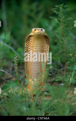 Cape cobra, yellow cobra (Naja nivea), threatening gesture, South Africa, Kalahari Stock Photo