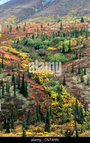 Indian Summer at tundra, USA, Alaska, Denali Nationalpark Stock Photo