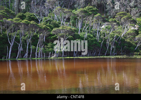 Tidal River in the Wilsons Promontory National Park, Australia, Victoria, Wilsons Promontory National Park Stock Photo