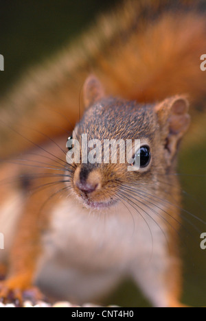 eastern gray squirrel, grey squirrel (Sciurus carolinensis), Portrait, Canada, Nova Scotia, Canada Stock Photo