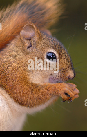 eastern gray squirrel, grey squirrel (Sciurus carolinensis), Portrait, Canada, Nova Scotia, Canada Stock Photo