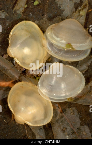 lake orb mussel, lake fingernailclam, capped orb mussel (Musculium lacustre, Sphaerium lacustre), on fallen leaves, Germany, Bavaria Stock Photo