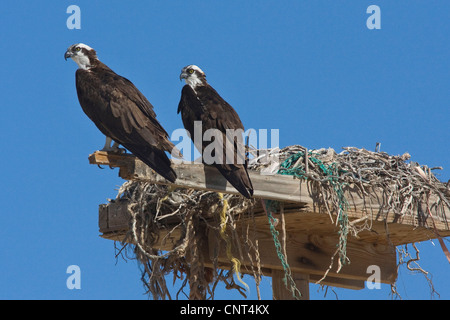 osprey, fish hawk (Pandion haliaetus), couple at nest on artifical nesting aid, Mexico, Sonora, Golf von Kalifornien, Puerto Peasco Stock Photo