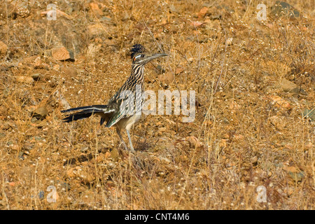 lesser road-runner (Geococcyx velox), looking for prey, USA, Arizona, Prescott Stock Photo