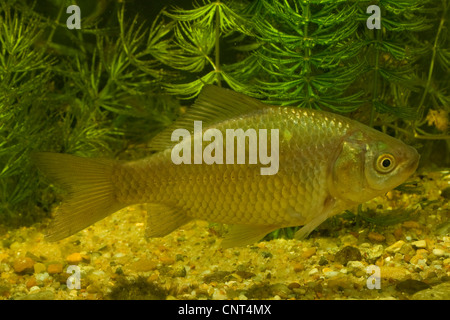 gibel carp, Prussian carp, German carp, Crucian carp (Carassius auratus gibelio), 10 cm , in front of  water plant, Germany, Bavaria Stock Photo