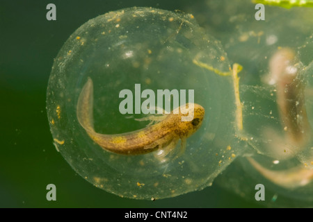 axolotl (Ambystoma mexicanum), eggs with larvae Stock Photo