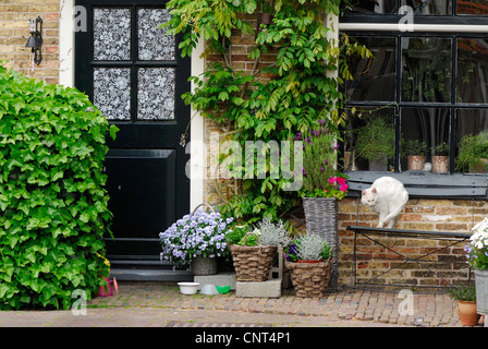 plant pots and a cat on a bench in front of an old house in Odeschild, Netherlands, Texel Stock Photo