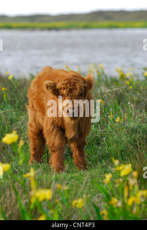 Highland cow standing in a flower meadow in summer Stock Photo - Alamy