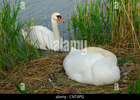 mute swan (Cygnus olor), couple, one individual sitting on the nest,  breeding whle the other is swimming in front of the nest, Netherlands, Texel