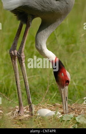 sarus crane (Grus antigone), checking the eggs Stock Photo