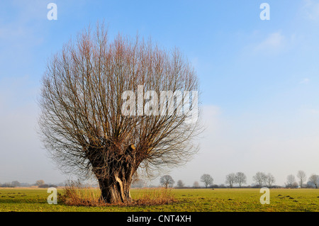 willow, osier (Salix spec.), old pollarded willow in a winter scenery, Germany, North Rhine-Westphalia, Muensterland Stock Photo