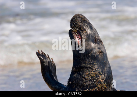 gray seal (Halichoerus grypus), bull yawning and stretching, Europe