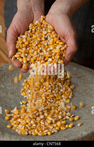 Indian corn, maize (Zea mays), ripe corn filled in a bowl by hands Stock Photo