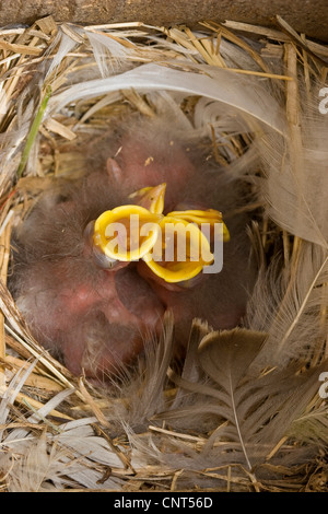 common starling (Sturnus vulgaris), chicks in the nest, begging with their bills wide open Stock Photo