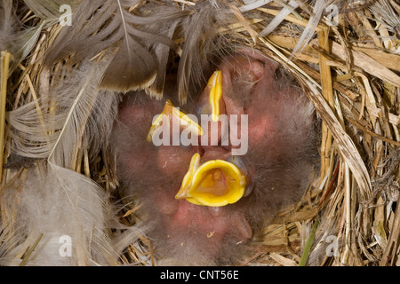 common starling (Sturnus vulgaris), chicks in the nest, begging with their bills wide open Stock Photo